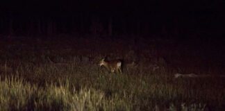 Is it illegal to shine a light at a deer?