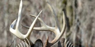 Deer: Masters of Sight and Sound