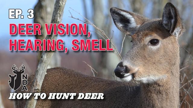 The Sensational Senses of Deer: Vision and Hearing Explored