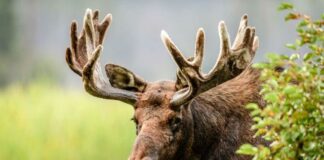 Moose: How Often Do Bears Hunt These Large Prey?