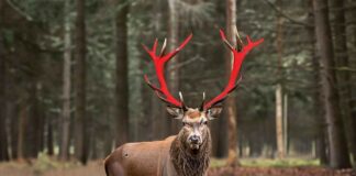 Does it hurt the deer when they scrape velvet off their antlers?