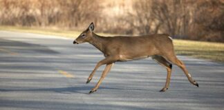 Why do deer dash in front of vehicles?