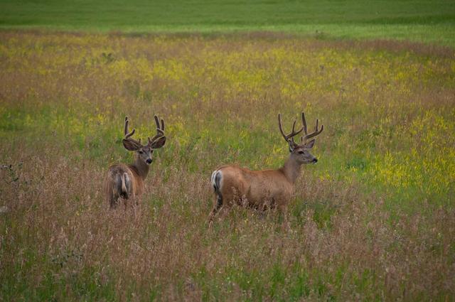 6. Driving Safely in Deer Country: Tips to Avoid Collisions During Winter Months