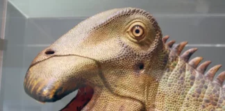 Nigersaurus: The Remarkable 500-Toothed Wonder of the Cretaceous Period